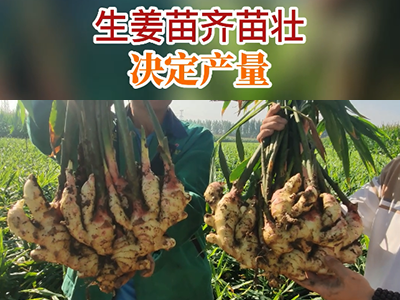 生姜苗齊苗壯決定產量 (115播放)