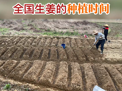 全國生姜的種植時間 (158播放)