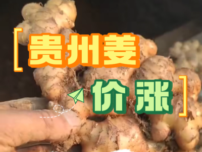 3月26日 生姜價格行情（貴州姜價漲） (167播放)