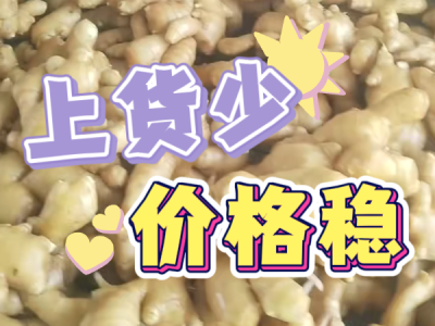 3月27日 生姜價格行情（上貨少 價格穩） (114播放)