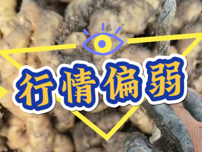 3月28日 安丘黑埠子（行情偏弱） (135播放)