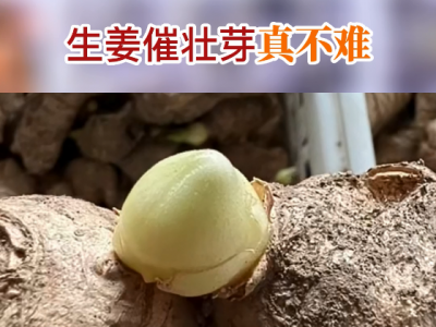生姜催壯芽真不難 (106播放)