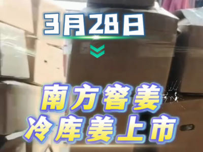 3月28日廣州江南批發市場生姜價格行情 (128播放)