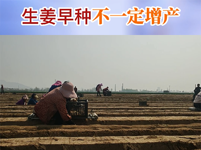 生姜早種不一定增產 (108播放)