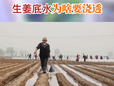 生姜底水為啥要澆透？ (106播放)