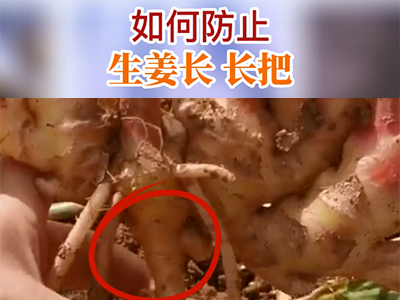 如何防止生姜長長把？ (101播放)