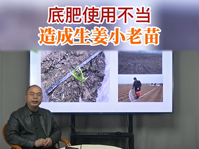 底肥使用不當 造成生姜小老苗 (92播放)