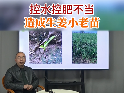 控水控肥不當 造成生姜小老苗 (90播放)
