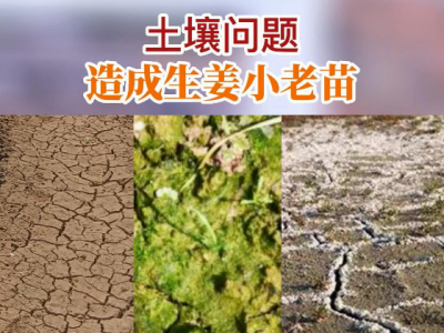 土壤問題 造成生姜小老苗 (106播放)