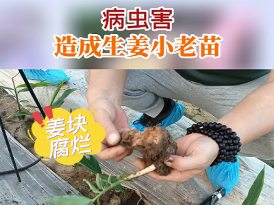 病蟲害 造成生姜小老苗 (110播放)