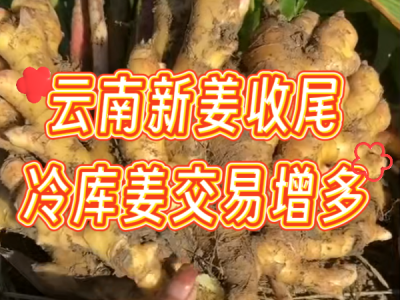 4月2日 生姜價格行情（云南新姜收尾，冷庫姜交易增多） (109播放)