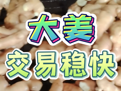 4月3日 生姜價格行情（大姜交易穩快） (120播放)