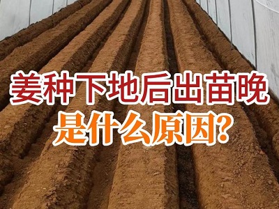 姜種下地后出苗晚是什么原因？ (98播放)