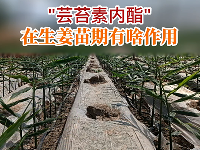 “蕓苔素內酯”在生姜苗期有啥作用？ (144播放)