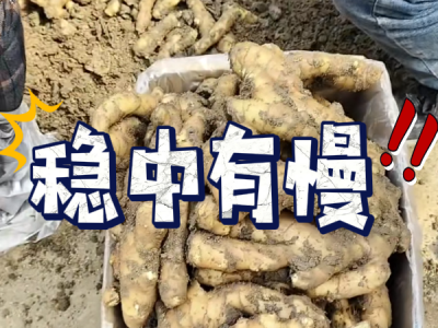 4月5日 安丘黑埠子（穩中有慢） (108播放)