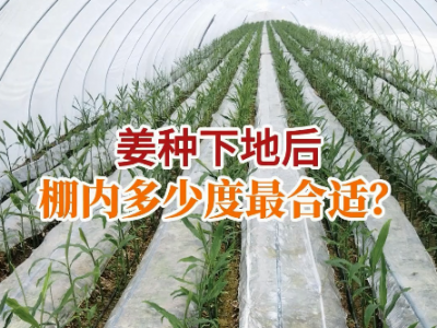 姜種下地后 棚內(nèi)多少溫度最合適？ (97播放)