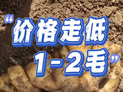 4月7日 安丘黑埠子（價格走低1-2毛） (140播放)