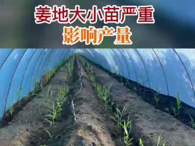 姜地大小苗嚴重影響產(chǎn)量 (74播放)