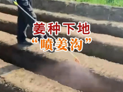 姜種下地“噴姜溝” (77播放)