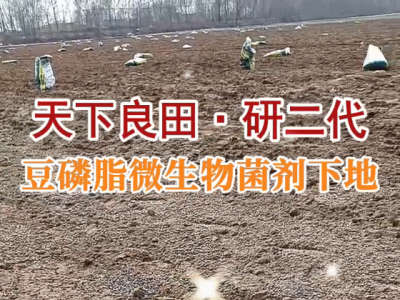 豆磷脂微生物菌劑已施入姜地 (67播放)