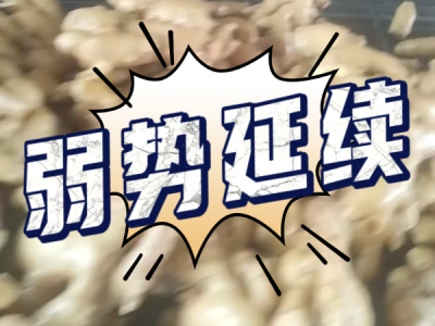 4月10日 生姜價格行情（弱勢延續） (105播放)