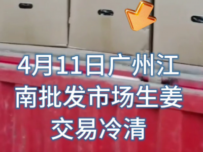 4月11日廣州江南批發(fā)市場(chǎng)生姜價(jià)格行情 (129播放)