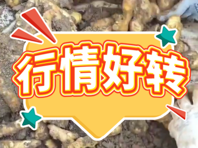 4月11日 安丘黑埠子（行情好轉(zhuǎn)） (96播放)