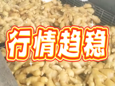 4月11日 生姜價(jià)格行情（行情趨穩(wěn)） (107播放)