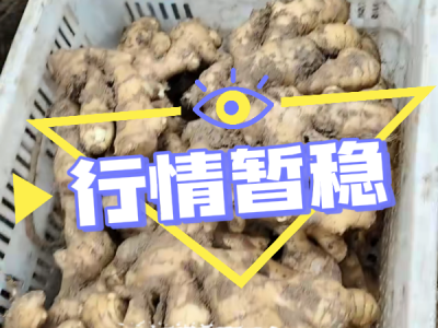 4月12日 安丘黑埠子（行情暫穩） (183播放)