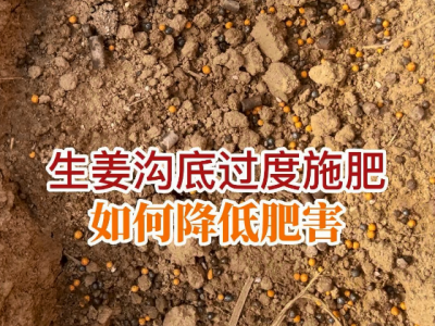 生姜溝底過度施肥，如何降低肥害？ (81播放)