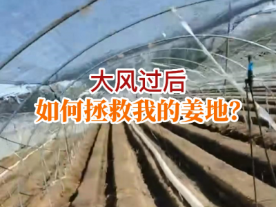 大風過后 如何拯救我的姜地？ (62播放)