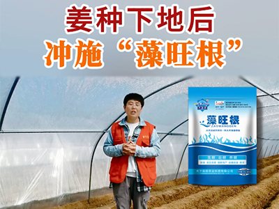 姜種下地后沖施“藻旺根” (46播放)