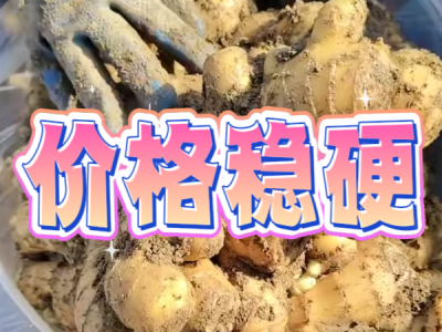 4月15日 安丘黑埠子（價格穩硬） (69播放)