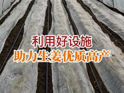 利用好設施 助力生姜優質高產 (59播放)