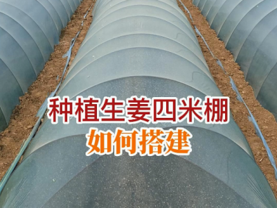 種植生姜四米棚如何搭建？ (65播放)