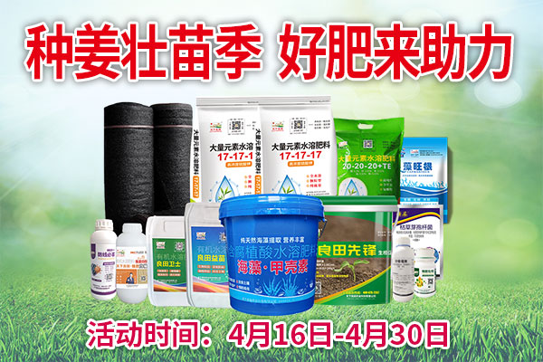 種姜壯苗季  好肥來(lái)助力
