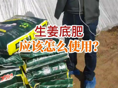生姜底肥應該怎么使用？ (59播放)