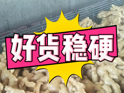4月16日 生姜價格行情（好貨穩硬） (83播放)