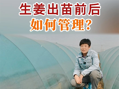 生姜出苗前后如何管理？ (55播放)