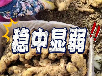 4月18日 安丘黑埠子（穩中顯弱） (63播放)