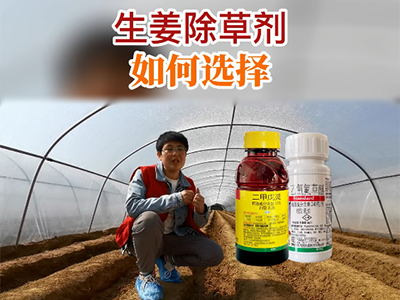 生姜除草劑如何選擇？ (67播放)