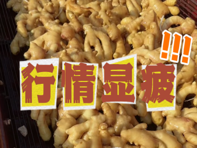 4月18日 生姜價格行情（行情顯疲） (80播放)