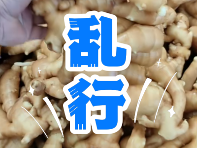 4月21日 生姜價格行情（亂行） (84播放)