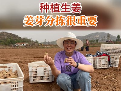 種植生姜：姜芽分揀很重要 (83播放)