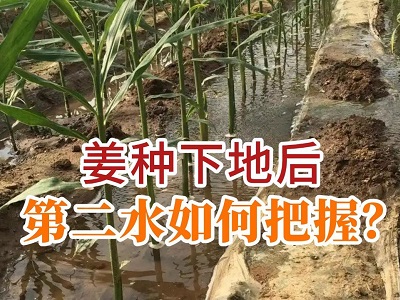 姜種下地后第二水如何把握？ (42播放)