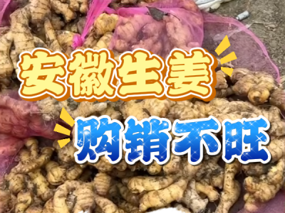 4月23日 生姜價格行情（安徽生姜購銷不旺） (40播放)