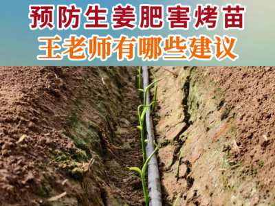 預(yù)防生姜肥害烤苗 (66播放)