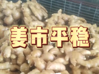 4月24日 生姜價(jià)格行情（姜市平穩(wěn)） (53播放)