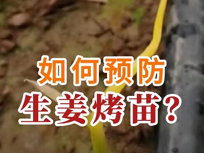 如何預防生姜烤苗？ (65播放)