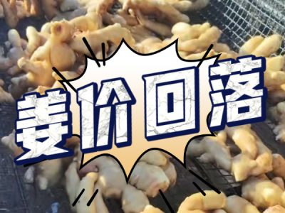 4月25日 生姜價(jià)格行情（姜價(jià)回落） (68播放)